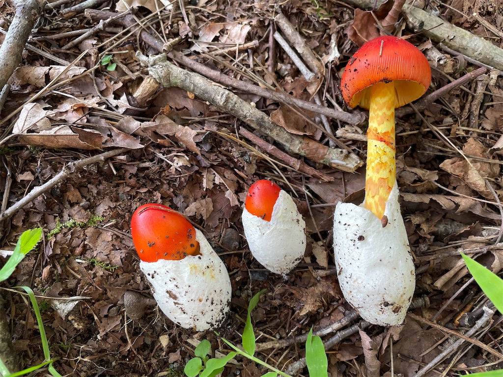 ついに発見 タマゴダケ とスタンカフェ 弁当２個食べなきゃいけないんです