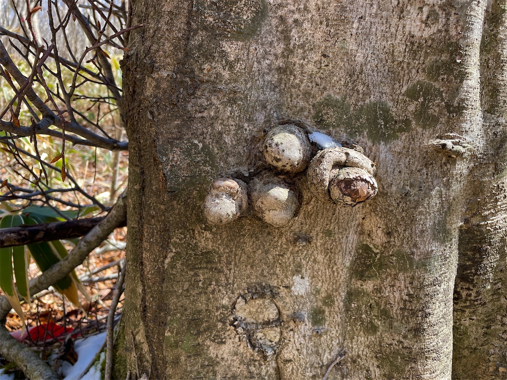 f:id:one00one:20220405123600j:plain