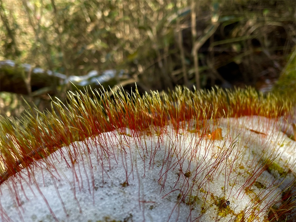 f:id:one00one:20220405123604j:plain