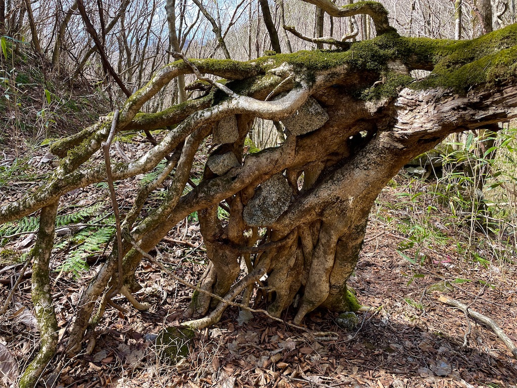 f:id:one00one:20220405123648j:plain