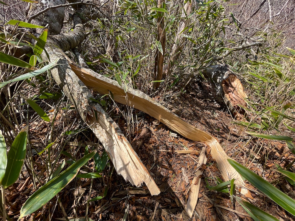 f:id:one00one:20220405142157j:image f:id:one00one:20220405142157j:image