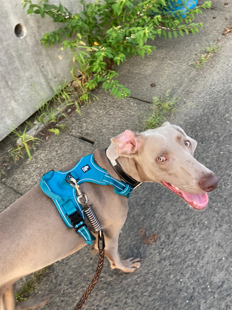 f:id:one_threa:20210811103453j:image f:id:one_threa:20210811103453j:image