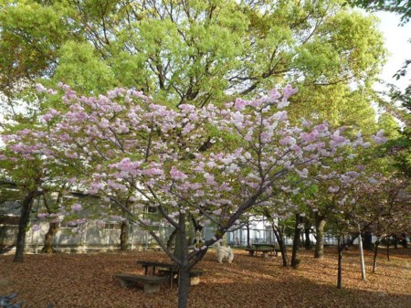 f:id:onechan:20090419103729j:image f:id:onechan:20090419103729j:image