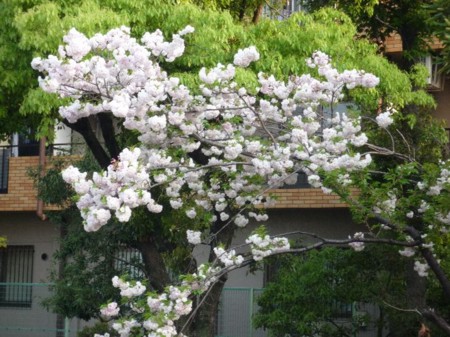 f:id:onechan:20090419103730j:image f:id:onechan:20090419103730j:image