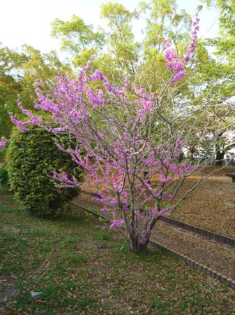 f:id:onechan:20090419103735j:image f:id:onechan:20090419103735j:image