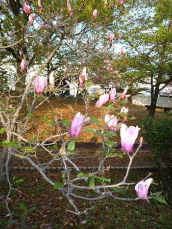 f:id:onechan:20090419103737j:image f:id:onechan:20090419103737j:image