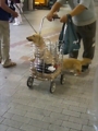 [犬]