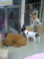 [犬]