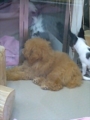 [犬]