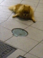 [犬]