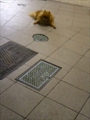 [犬]