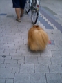 [犬]