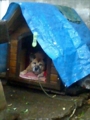 [犬]