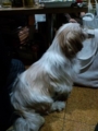 [犬]