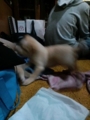 [犬]