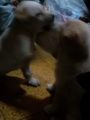 [犬]
