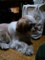 [犬]
