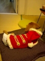 [犬]