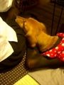 [犬]