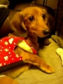 [犬]