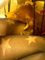 [犬]