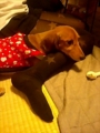 [犬]