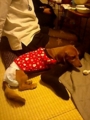 [犬]