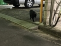 [夜][猫]
