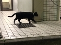 [夜][猫]