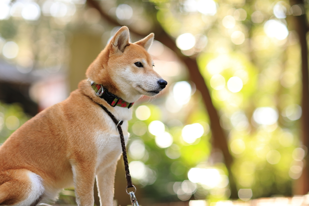 f:id:oneday71:20190123135646j:plain