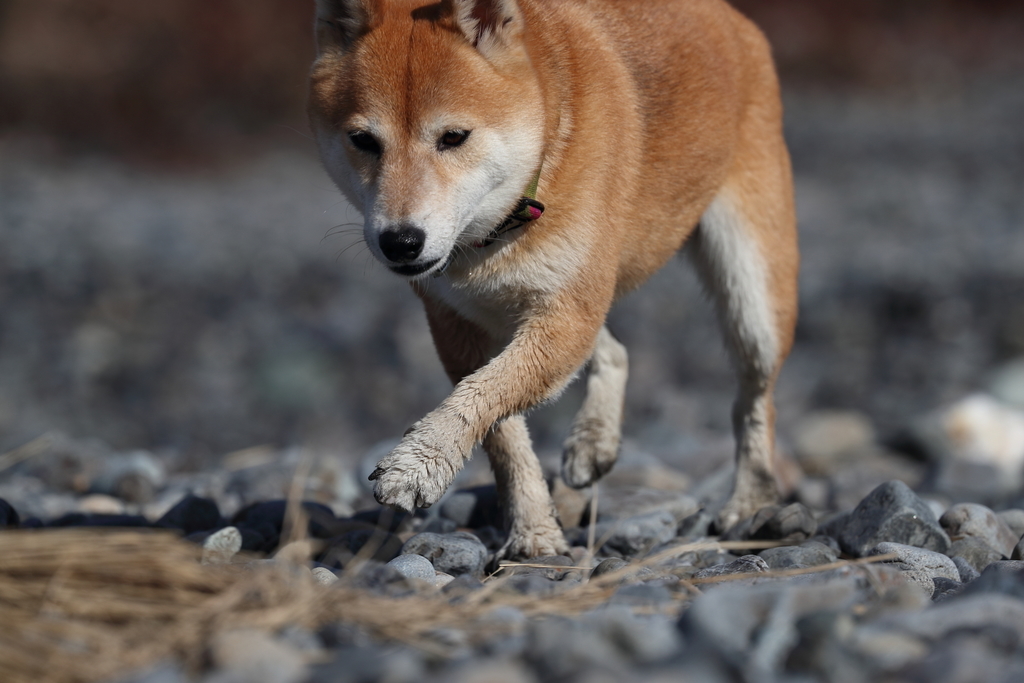 f:id:oneday71:20190126150006j:plain