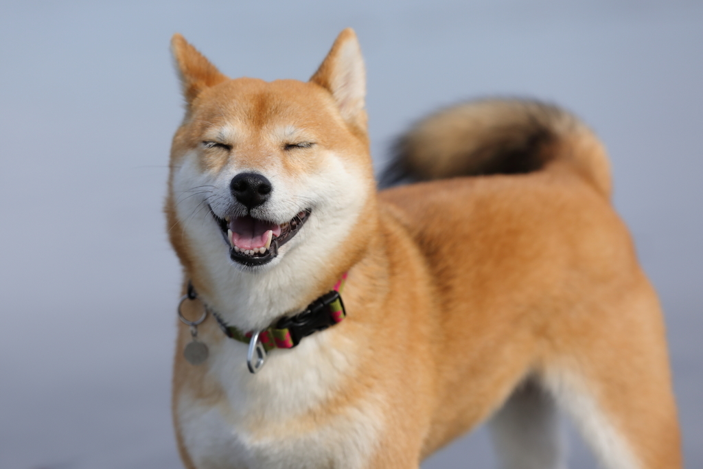 f:id:oneday71:20190205140342j:plain
