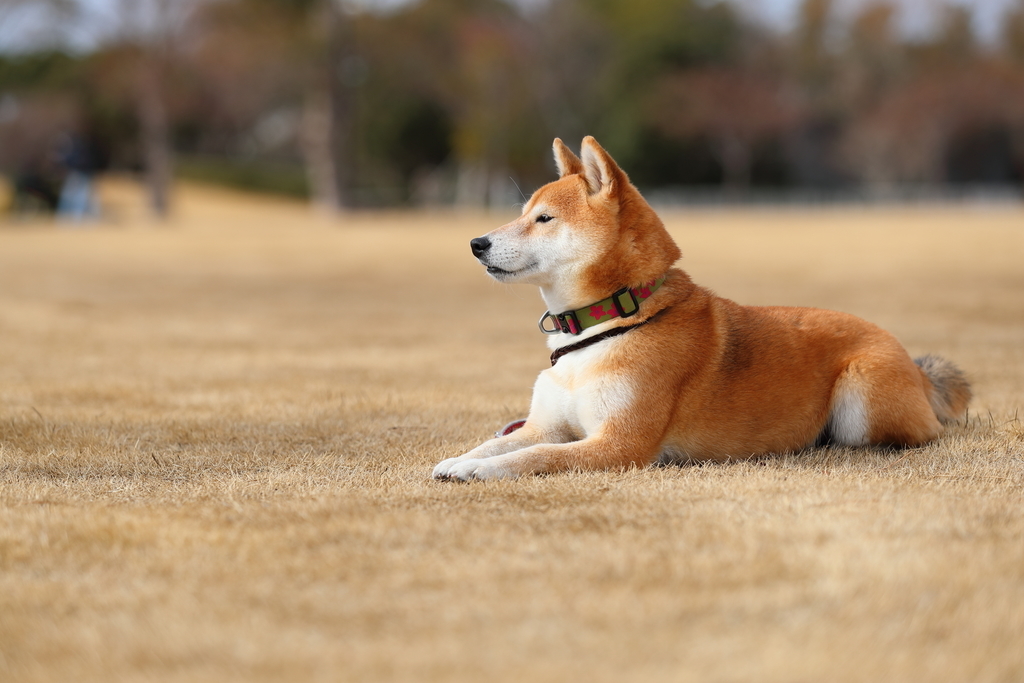 f:id:oneday71:20190211150207j:plain f:id:oneday71:20190211150207j:plain