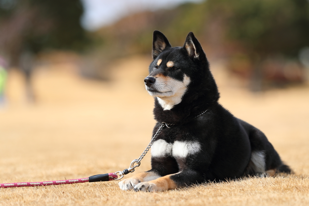 f:id:oneday71:20190211150517j:plain f:id:oneday71:20190211150517j:plain