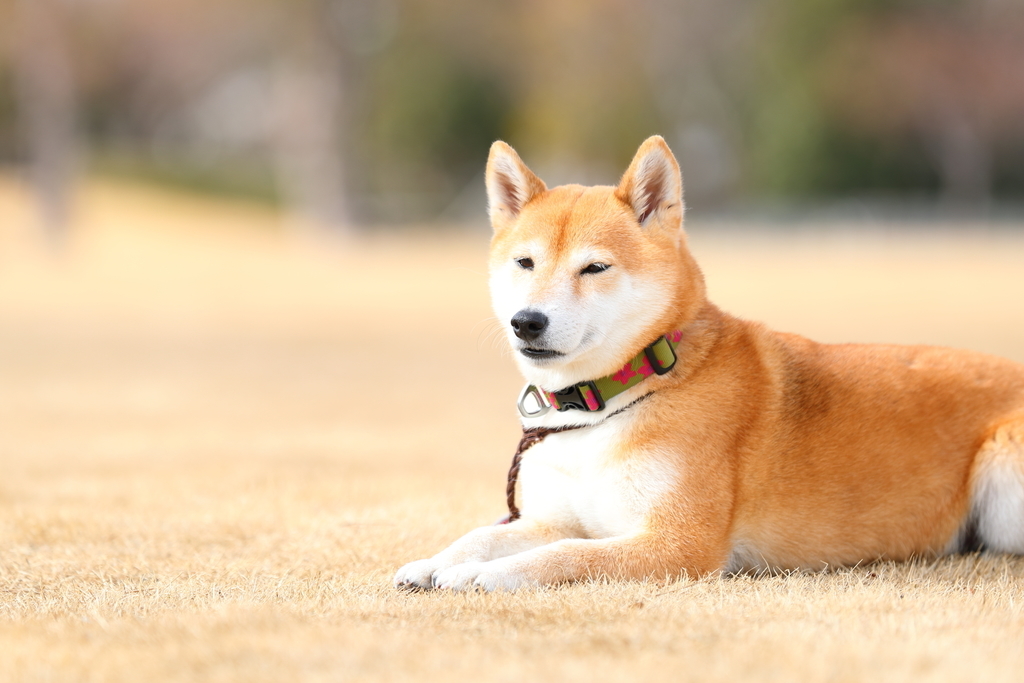 f:id:oneday71:20190211150832j:plain f:id:oneday71:20190211150832j:plain