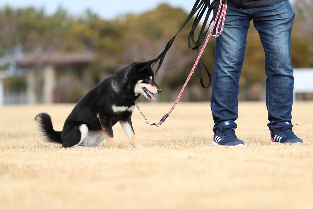 f:id:oneday71:20190211151447j:plain f:id:oneday71:20190211151447j:plain