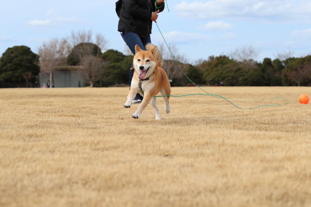 f:id:oneday71:20190213152313j:plain