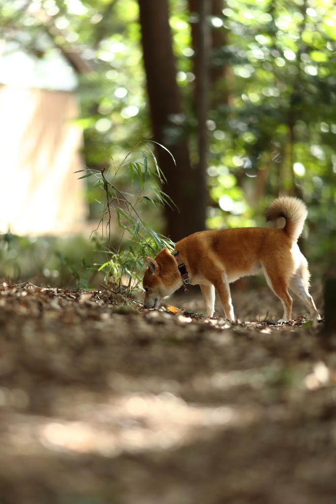 f:id:oneday71:20190218133150j:plain