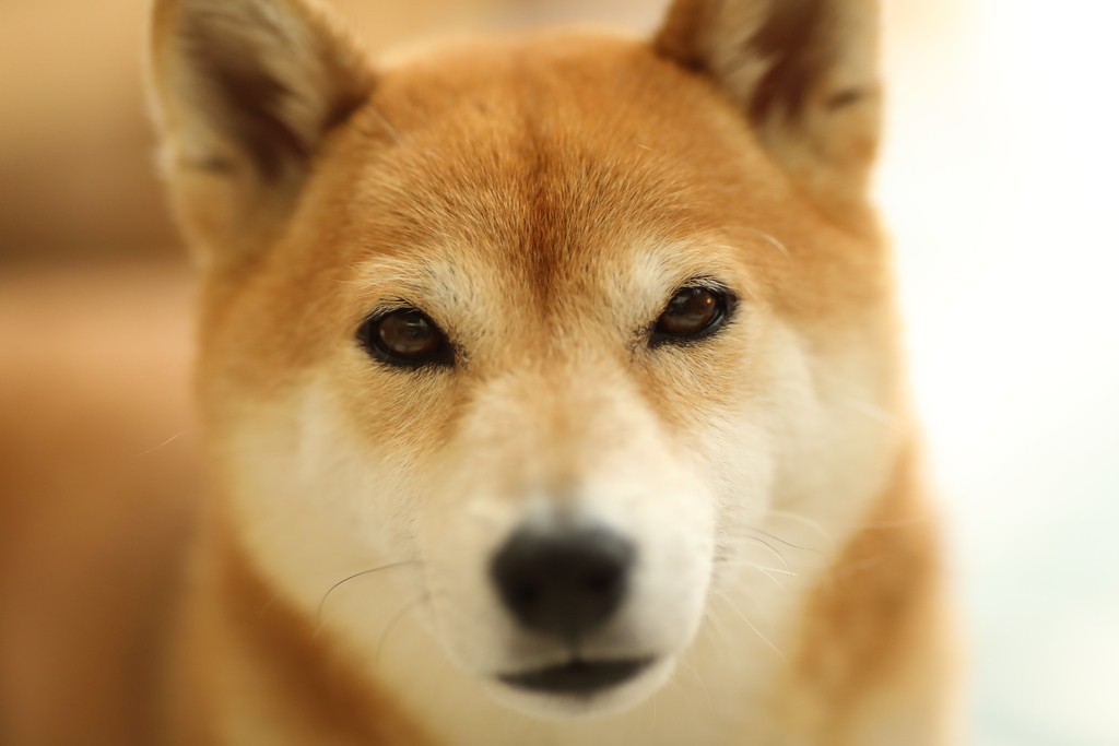 f:id:oneday71:20190224141210j:plain