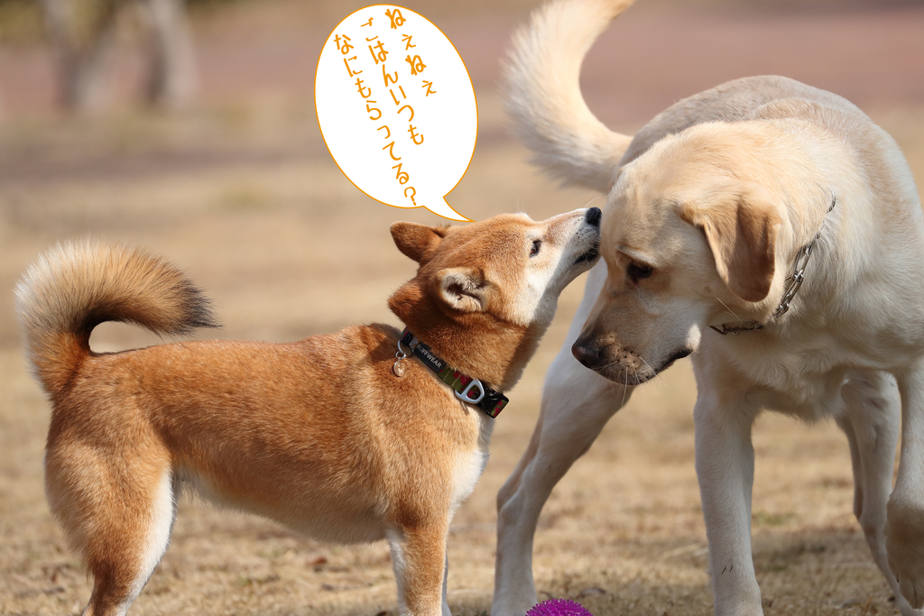 f:id:oneday71:20190304143621j:plain f:id:oneday71:20190304143621j:plain