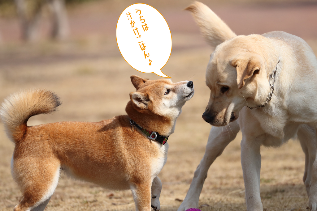 f:id:oneday71:20190304143655j:plain f:id:oneday71:20190304143655j:plain