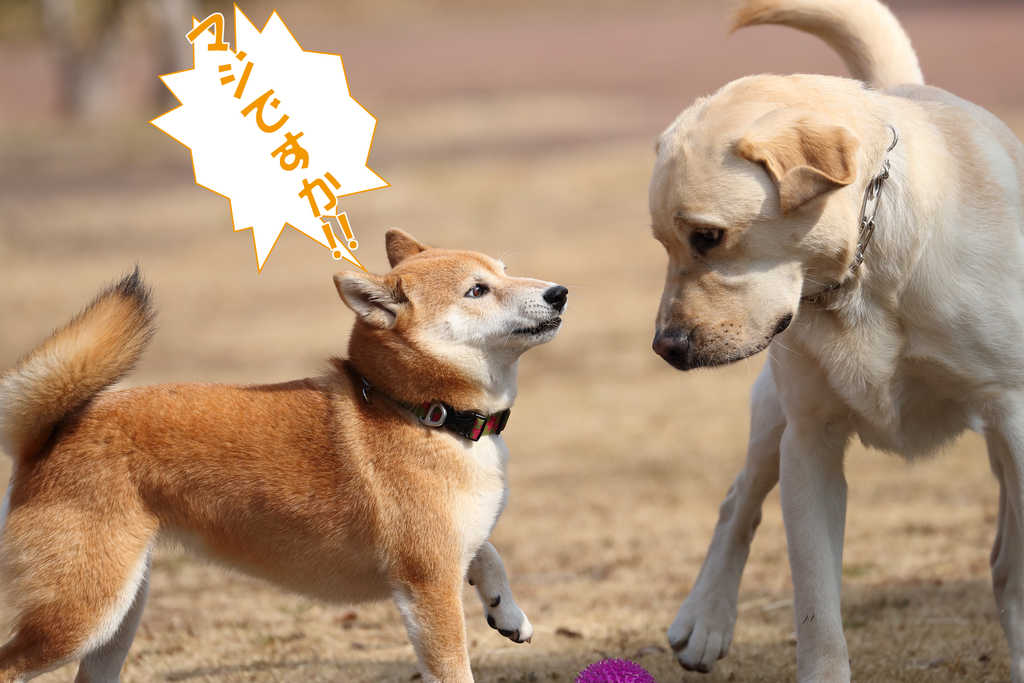 f:id:oneday71:20190304143744j:plain f:id:oneday71:20190304143744j:plain