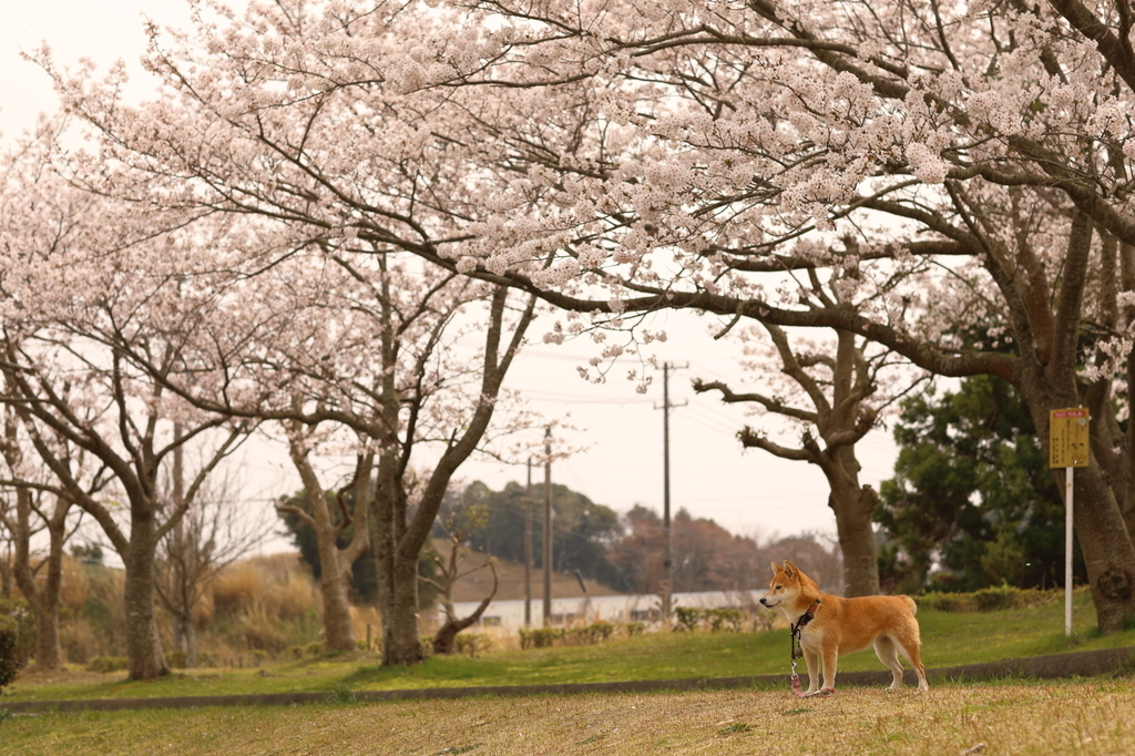 f:id:oneday71:20190307133920j:plain f:id:oneday71:20190307133920j:plain