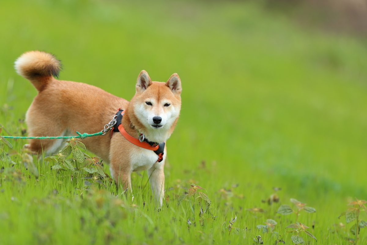 f:id:oneday71:20190317151649j:plain