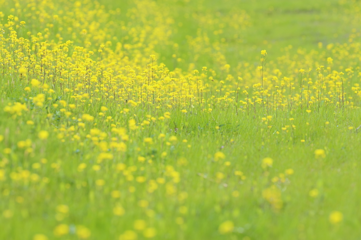 f:id:oneday71:20190317151837j:plain