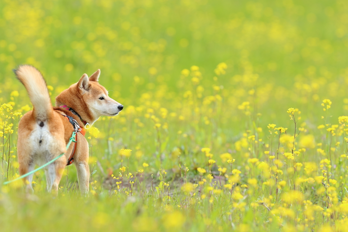 f:id:oneday71:20190317152050j:plain