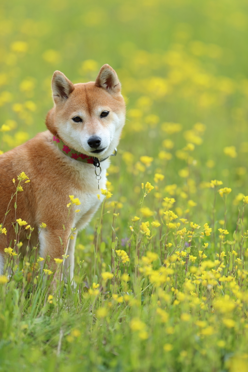 f:id:oneday71:20190317152648j:plain