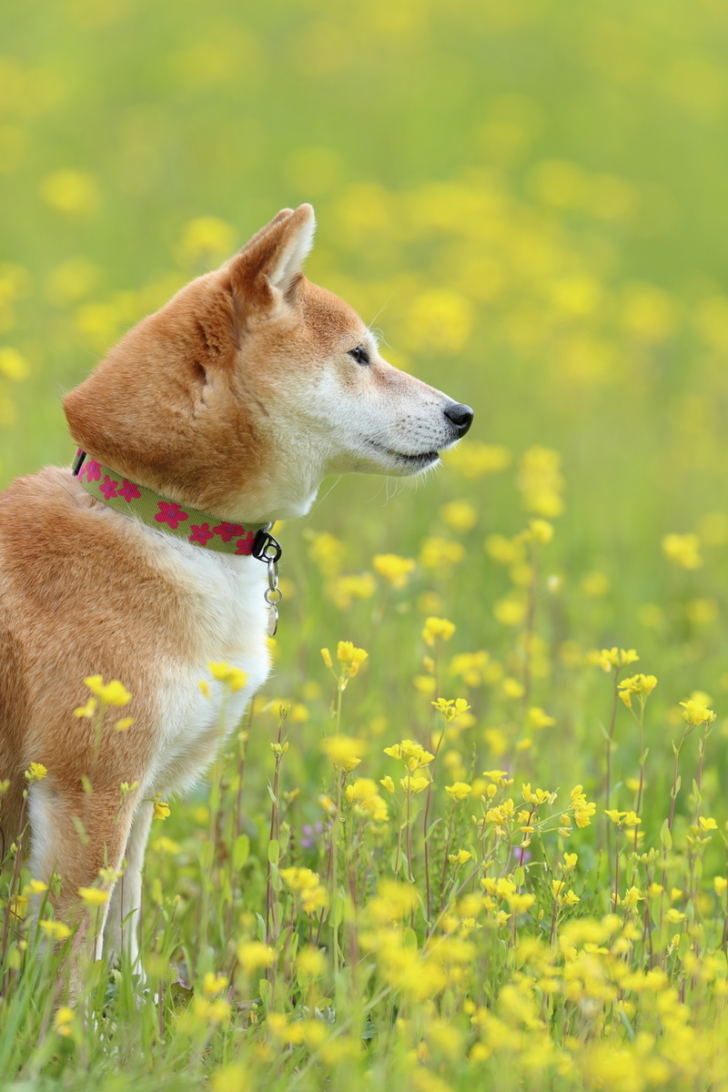 f:id:oneday71:20190317152703j:plain