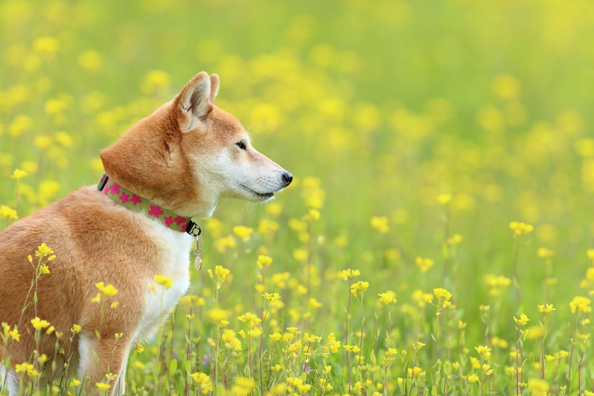 f:id:oneday71:20190317152719j:plain