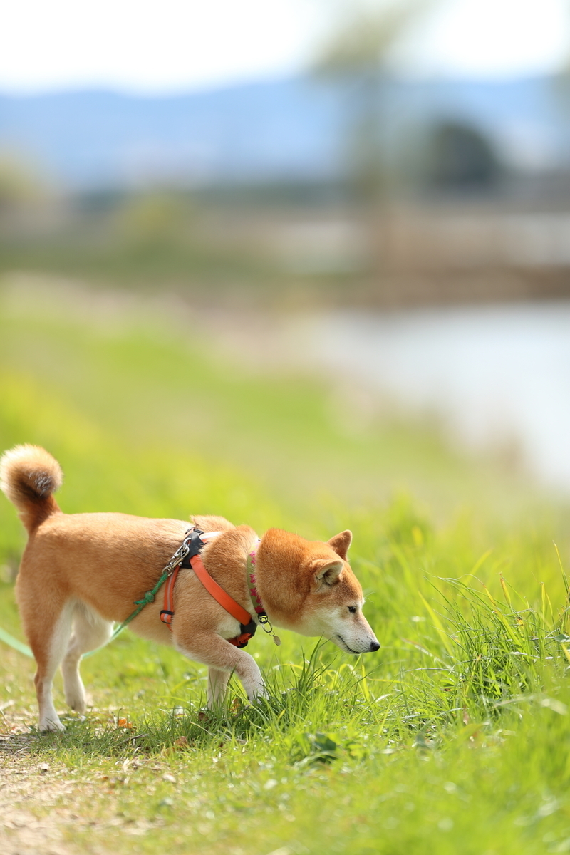 f:id:oneday71:20190317153024j:plain